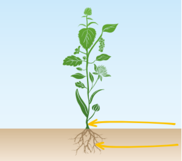 IKAR BIGO ROOTS / БІГО РУТС