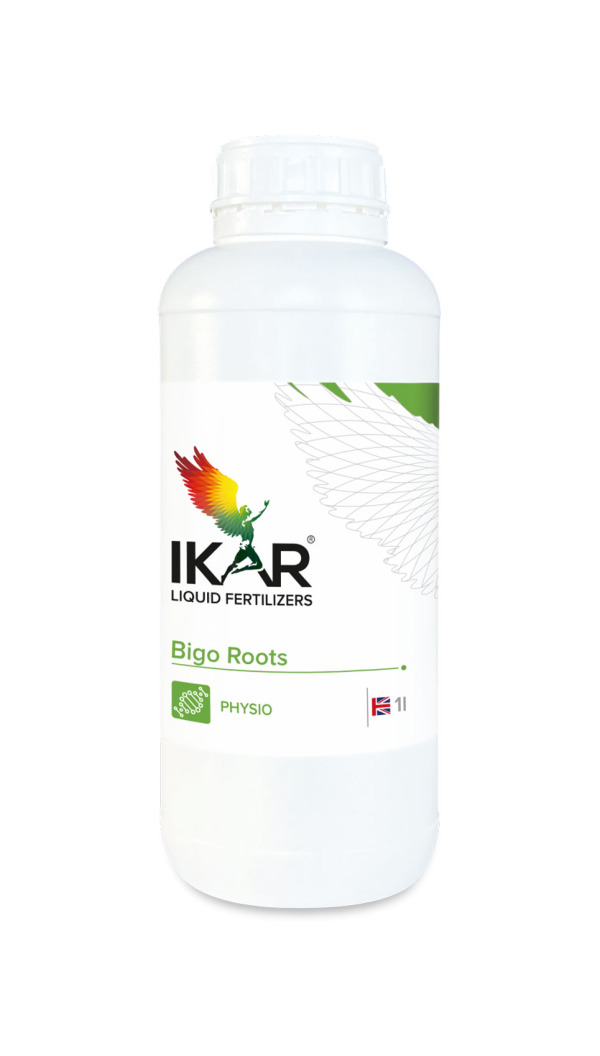 IKAR BIGO ROOTS / БІГО РУТС