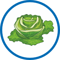 Капуста